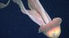 Scientists spot elusive jellyfish 820 feet below surface