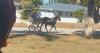 "Lehigh Acres is now Camagüey": Cubans react to horse-drawn carriage in Florida