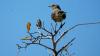 Keep mockingbird as Florida's state bird 