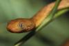 Elusive Invader: Guam’s Brown Tree Snake Problem