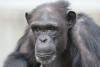 Memorial Website for "Genius" Chimpanzee Launched in Japan