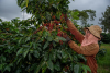 Laos Advances Sustainable Coffee and Tea Farming to Raise Rural Incomes