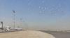 Birds near Kuwait airport pose a major threat