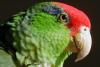 A Mexican bird finds a home north of the border, but the red-crowned Amazon might still face extinction