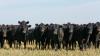 They ran a Texas cattle business. It was a $220 million fraud operation, prosecutors say