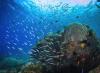 Coral reef food chains have shrunk by up to 70 percent
