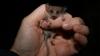 Hello possum: scientists hopeful of pygmy population