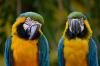 Colombia’s Most Colorful Birds
