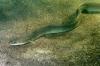 First mature European eels recorded in Cyprus rivers