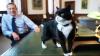 Former Foreign Office cat dies in Bermuda