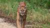 Iconic Florida panther vulnerable during breeding season