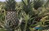MARDI To Lead MS16 Pineapple Collaboration To Strengthen Food Supply Security