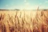 UK scientists combat new yellow rust threat to wheat crops