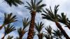 Do your palm trees meet Arizona city codes?