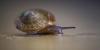 Video: Bermuda Snail Declared ‘Safe & Secure’