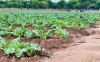 Agricultural village business units transform rural Zimbabwe
