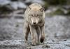 Wolves are forced to work harder for food as winters get warmer