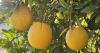 Citrus in Arizona: 'You can pretty much wipe out' this C, grower says