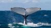 World Whale Day: These are the best seasons to see them in Costa Rica