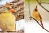 Rare Yellow Cardinal Making Waves in Arkansas Backyards