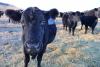 North Dakota man among 5 charged in Agridime cattle fraud case