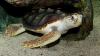 Loggerhead turtles face four-pronged threats due to climate change