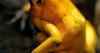 Colombia Poison Frog