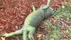 Florida's cold snap killed iguanas. But experts warn they'll be back.