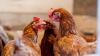Northern Ireland declared free from bird flu