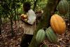Cocoa stocks from main harvest pile up in Ivory Coast warehouses