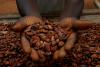 World’s top cocoa producer sees crops flourish amid unseasonal rain
