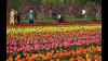 Asia’s largest tulip garden among 14 tourist spots to be reopened in J&K