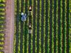 Australasian Space Innovation Institute unveils National Digital Twin for Agriculture