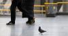 Police launch investigation after pigeon killings in major UK city