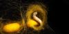Scientists Discovered Silkworms Have a Genetic Secret for Living Longer. You Have It, Too.