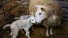 Colostrum quality is the ‘cheapest insurance’ at lambing