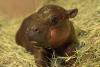 Move over, Moo Deng. Cute little pygmy hippo in Arizona needs a name