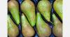 Pear shipment returned to Belgium over missing phytosanitary certificate