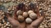 Indian Customs officials detain ship laden with 309 dry fruit containers for faking walnuts origin