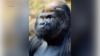 Bronx Zoo announces death of gorilla Ntondo at age 32