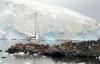 Bird flu ravaging Antarctic wildlife, scientist warns