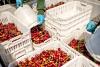 Chile cherry sales keep struggling in China
