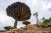 [FAO Warns of Escalating Climate Crisis Threatening Food Security in Yemen’s Socotra Archipelago