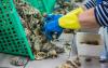 An Effort to Ease Water Pollution With Oysters Fizzled. Why?
