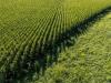 As US agriculture flails, farmers see big corn acres as best bet to break even
