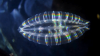 Alien Glow in Colombian Seas: Pristine Seas Unveils Ancient Comb Jellies Older Than Dinosaurs