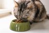Popular Cat Food Recalled Over Risk of Severe Illness—What to Know