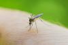 What is chikungunya virus? Symptoms and advice after European transmission warning