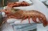 Argentine red shrimp fishery gets MSC certification