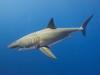 Scientists Record First Known Shark in Antarctic Waters at 1,608 Feet